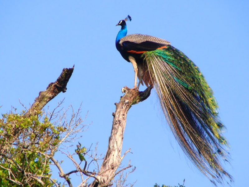 Bundala National Park