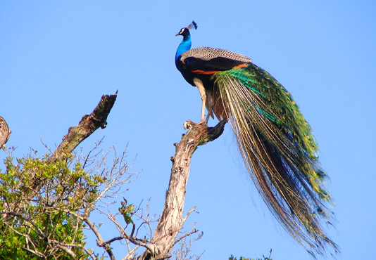 Bundala National Park