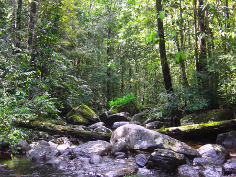 Sinharaja Rainforest