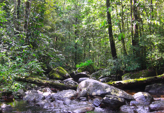 Sinharaja Rainforest