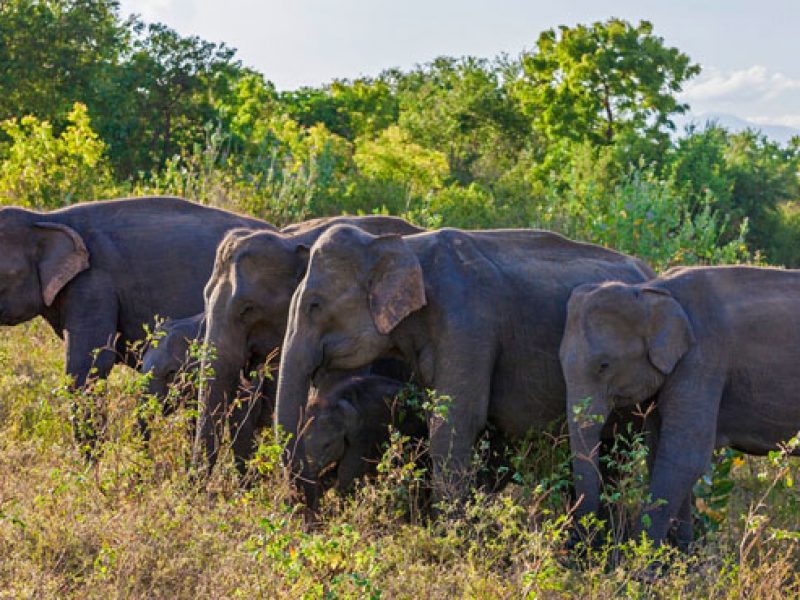 Udawalawe National Park