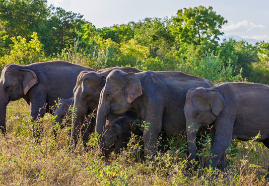 Udawalawe National Park