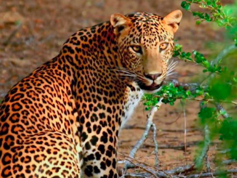Yala National Park