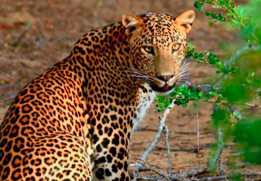 Yala National Park